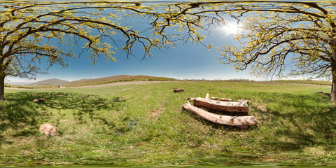 Image with 3D spherical panorama with 360 degree viewing angle. Ready for virtual reality in vr. Full equirectangular projection. Oak in the field spring green grass blue sky nature lawn