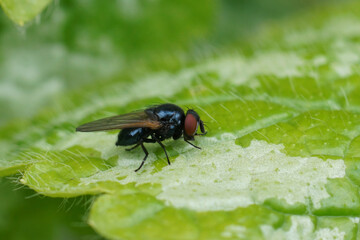 Closeup on a small lance fly, Silba fumosac in the garden