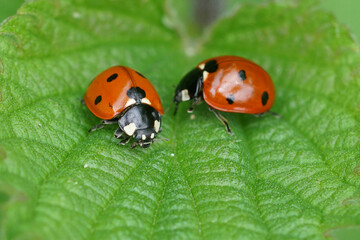 Colorful closeup on 2 brilliant red seven-spotted ladybirds, Coccinella septempunctata, sitting on a green leaf