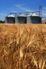 Zelfklevend Fotobehang Wheat field with grain silos in background © Zsolt Biczó