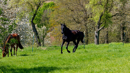 Hannoveraner gallopiert über die Frühlingswiese, Weide, anweiden, Sportpferd