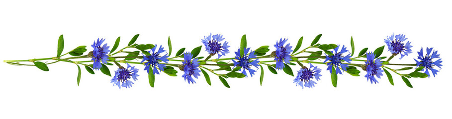 Floral garland with twigs of green grass and blue knapweed flowers isolated on white or transparent background - obrazy, fototapety, plakaty