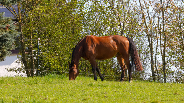 Anweiden, Weide,  Warmblutpferd, Brauner, Gras, ein Sportpferd auf einer gr&uuml;nen Wiese vor B&auml;umen beim grasen