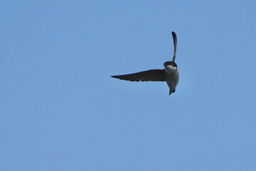 asian house martin in flight