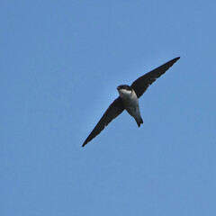 asian house martin in flight