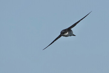 asian house martin in flight