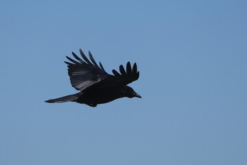 crow in a field