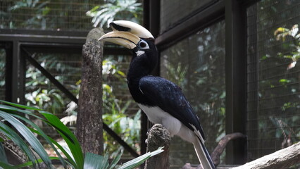 The Palawan Hornbill is a medium-sized bird with striking black plumage and white underparts. It has a large, downward-curved bill that is predominantly yellow with a black casque |斑犀鳥