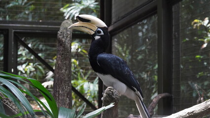 オリエンタル・パイド・ホーンビル（Oriental Pied Hornbill）は、エキゾチックで美しい外見を持つ鳥類の一種で、東南アジアや南アジアの森林地帯に生息していますOriental Pied Hornbill|Anthracoceros albirostris|斑犀鳥