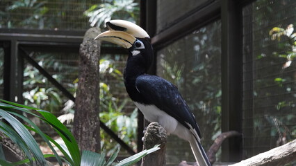 The Palawan Hornbill is a medium-sized bird with striking black plumage and white underparts. It has a large, downward-curved bill that is predominantly yellow with a black casque |斑犀鳥