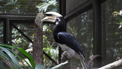The Palawan Hornbill is a medium-sized bird with striking black plumage and white underparts. It has a large, downward-curved bill that is predominantly yellow with a black casque |斑犀鳥