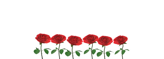 A row of red roses isolated on white background with copy space for text.