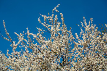 white inflorescence against the blue sky
