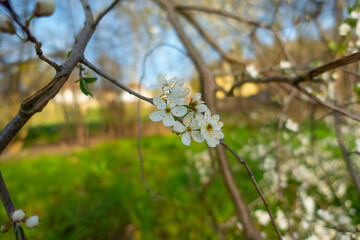Little flowers against green background