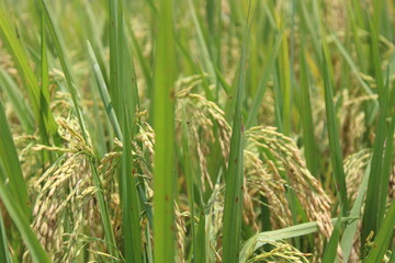 Obraz premium rice in the field