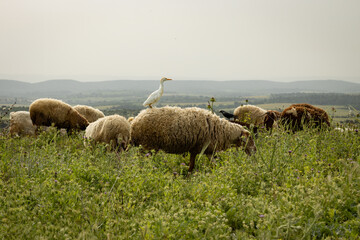 Herons follow grazing sheep in a pasture