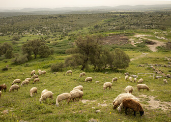 flock of sheep grazing on a green pasture