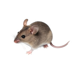 A small gray mouse isolated on transparent background, Generative AI