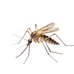 mosquito isolated on white background - obrazy, fototapety, plakaty
