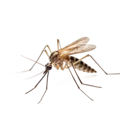 Foto op Plexiglas mosquito isolated on white background © Lucas