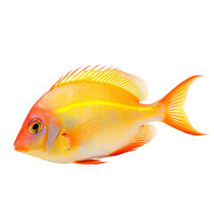 Fototapeta premium fish isolated