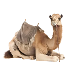 Foto op Plexiglas camel on white © Lucas