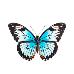 Obraz na płótnie Canvas butterfly isolated on white