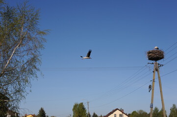 White storks in a nest on a high-voltage line on a sunny day in spring in Poland, Europe