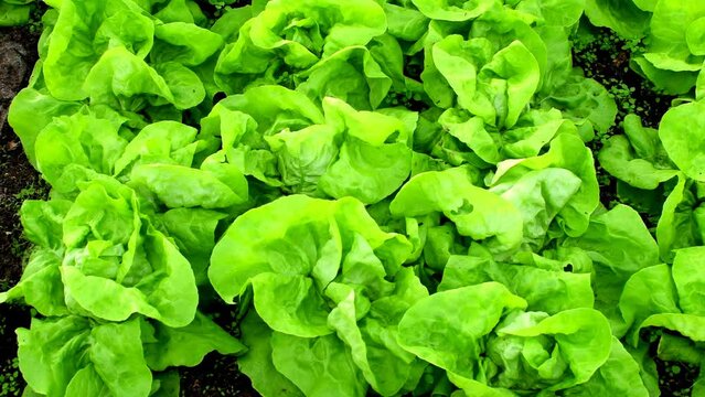 lettuce, cultivation in a greenhouse, closeup with camera drive along the lettuce