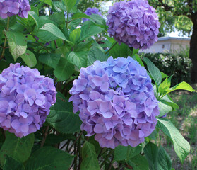 あじさいイメージ