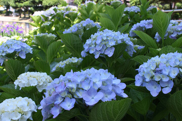 あじさいイメージ