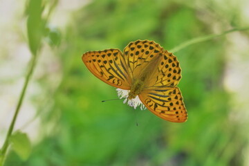 Obraz premium Silver-washed fritillary butterfly sitting on a small flower. Argynnis paphia. A orange butterfly in the nature habitat.