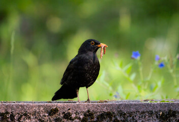 blackbird on the ground