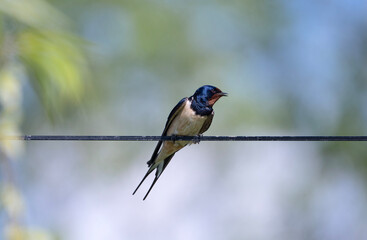 Barn swallow