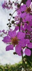 Lagerstroemia Speciosa Plant, Pride of India