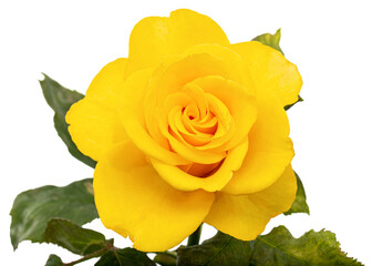 Yellow flower of rose, isolated on white background - 598823289