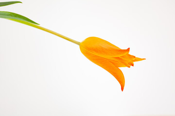 orange tulip