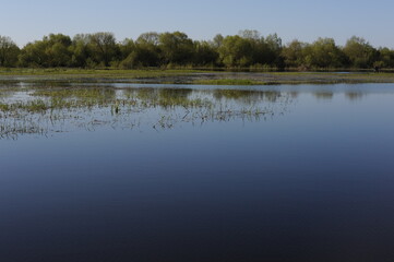Marshland and wetlands natural habitat for birds on the Bug river on a sunnny day in Poland