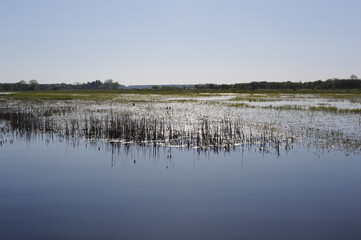 Marshland and wetlands natural habitat for birds on the Bug river on a sunnny day in Poland