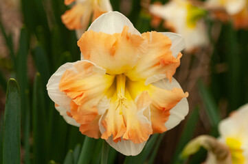 Narcissus, Beautiful yellow flower.