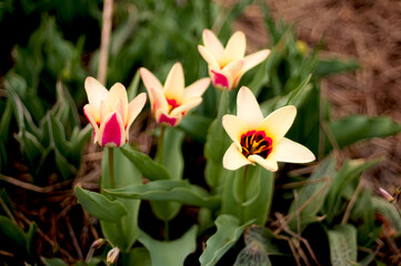 Botanical tulip, with bumblebee.