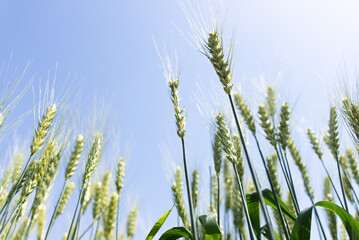 Obraz premium close up of wheat field