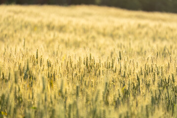 close up of wheat field