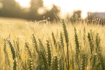 Fototapeta premium close up of wheat field