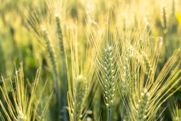 Fototapeta premium close up of wheat field