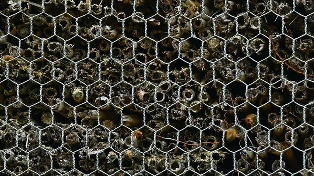 Close-up of insect hotel. Bees flying and entering holes of animal shelter. Osmia cornuta. Insect house.