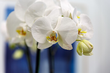 Naklejka na ściany i meble Petals of blooming orchid indoor