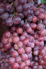 closeup of red ripe grapes. bunch of fresh grapes. 