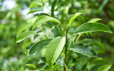 Emerald green leaves wet by rain