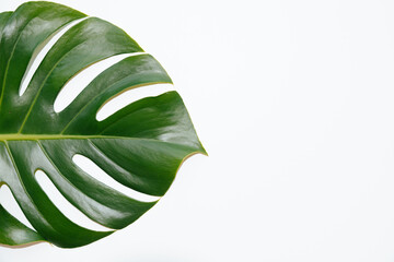 Fototapeta na wymiar Half of Green Tropical Plant Monstera Leaf on White